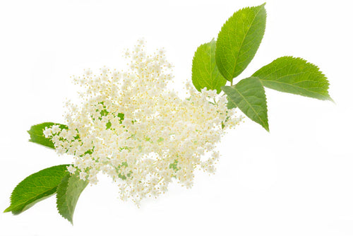 Holunderblüte