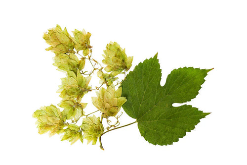 Hopfenblüte