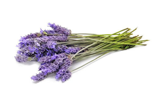 Lavendel